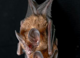 Renovar Licencia Panamá: ¿Cómo Hacerlo Fácil y Rápido?