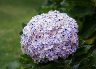 Verificar APC Panamá Gratis: Descubre Cómo Hacerlo Efectivamente