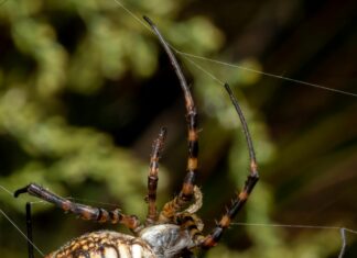 Chepigana: ¿Por Qué Este Destino Es Un Paraíso Oculto En Panamá?