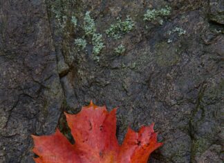 Fecha De Carnavales 2025: ¿Cómo Celebrar Este Evento Único?