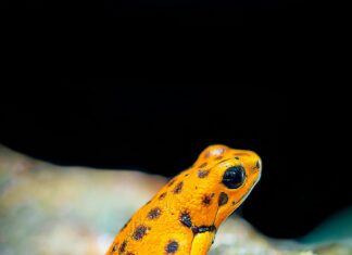 Panamá Solidario: ¿Cómo Transformar Tu Vida con Este Programa?