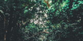 ¿Qué Se Celebra El 10 De Noviembre? Descubre Su Significado! Noticias de Panamá