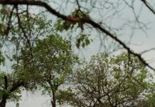 Vale Solidario Panamá: ¿Cómo Transformar Tu Apoyo en Impacto?