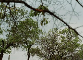 Vale Solidario Panamá: ¿Cómo Transformar Tu Apoyo en Impacto?