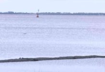 Aprobada la cosecha de ostras para un retorno limitado en la Bahía de Apalachicola aprobada-la-cosecha-de-ostras-para-un-retorno-limitado-en-la-baha-de-apalachicola