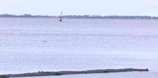 Aprobada la cosecha de ostras para un retorno limitado en la Bahía de Apalachicola aprobada-la-cosecha-de-ostras-para-un-retorno-limitado-en-la-baha-de-apalachicola