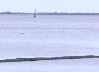 Aprobada la cosecha de ostras para un retorno limitado en la Bahía de Apalachicola aprobada-la-cosecha-de-ostras-para-un-retorno-limitado-en-la-baha-de-apalachicola