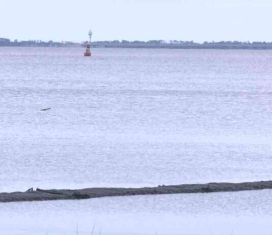 Aprobada la cosecha de ostras para un retorno limitado en la Bahía de Apalachicola aprobada-la-cosecha-de-ostras-para-un-retorno-limitado-en-la-baha-de-apalachicola