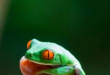 Panamá Vs. Guatemala: ¿Cuál Destaca En Cultura Y Turismo?