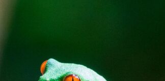 Panamá Vs. Guatemala: ¿Cuál Destaca En Cultura Y Turismo? Noticias de Panamá