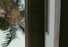 Estado De Emergencia: ¿Cómo Afecta Tu Vida Diaria Hoy?