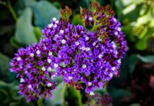 Florentino Perez Rodriguez: ¿El Secreto Detrás Del Éxito?