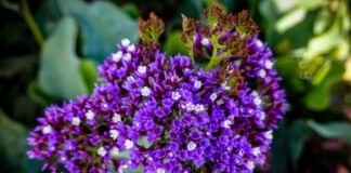 Florentino Perez Rodriguez: ¿El Secreto Detrás Del Éxito? Noticias de Panamá