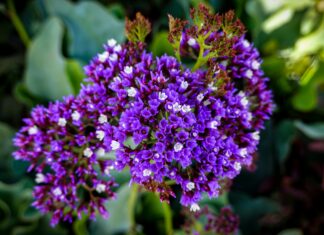 Florentino Perez Rodriguez: ¿El Secreto Detrás Del Éxito?