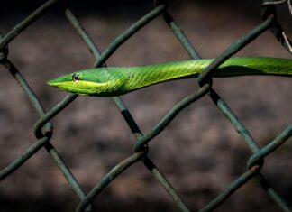 Amazon Panamá: ¿Cómo Transformará Tu Experiencia de Compras?