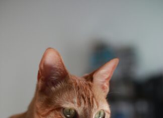 El Gato Encerrado: ¿Qué Significa y Cómo Afecta Tu Vida?