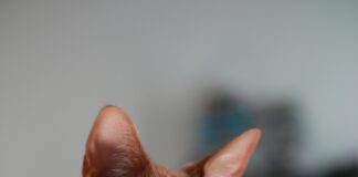 Juego De Dinosaurio: Descubre Cómo Dominar Este Divertido Reto Noticias de Panamá