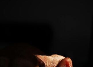 Consulta Amigable MEF: ¿Cómo Mejorar Tu Experiencia Financiera?