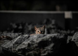 Lucy Molinar: Descubre El Secreto Detrás De Su Éxito Increíble