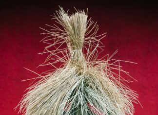 Panamá Vs Surinam: ¿Cuál Destino Es Ideal Para Tu Próxima Aventura?