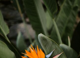 Planta Potabilizadora De Chilibre: ¿Cómo Mejora Tu Agua?