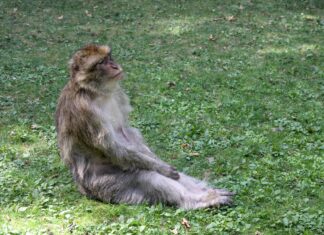 Ñeque: Descubre El Poder De Este Exótico Animal En La Cultura