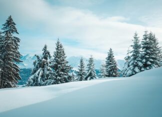 Descargar Videos De TikTok: ¿Cómo Guardar Contenido Fácilmente?