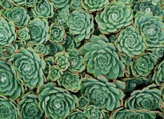 Sophie Rain Xxx: Descubre El Misterio Detrás De Este Nombre Viral