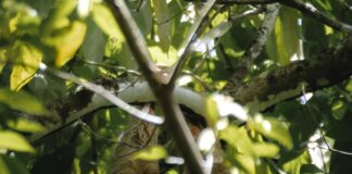 Panamá – Costa Rica: ¿Cuál Destino Tropical Es Mejor Para Ti? Noticias de Panamá