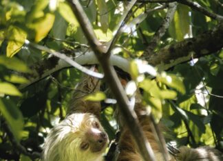 Panamá – Costa Rica: ¿Cuál Destino Tropical Es Mejor Para Ti?