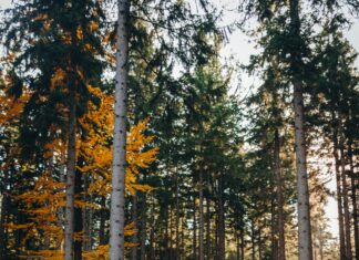 Debanhi: ¿Qué Revelan Las Últimas Investigaciones Sobre Su Caso?