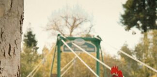 Gallina: Descubre Cómo Cuidarla y Obtener Huevos Frescos Hoy Noticias de Panamá