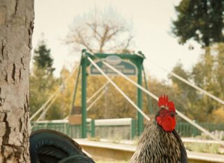 Gallina: Descubre Cómo Cuidarla y Obtener Huevos Frescos Hoy