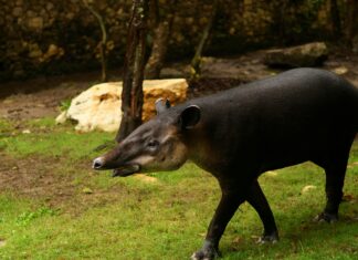 México Vs. Panamá: ¿Quién Dominará Este Enfrentamiento Épico?