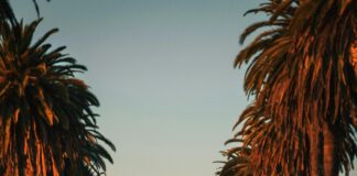 Susana Dosamantes: ¿Qué Secretos Oculta la Talentosa Actriz? Noticias de Panamá