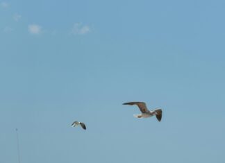 Puerto Armuelles: Descubre Los Secretos de Este Paraíso Escondido