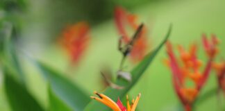 ¿Panamá Solidario Vacuna? Descubre Cómo Afecta Tu Salud Noticias de Panamá