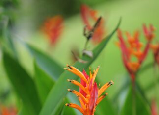 Vale Panamá Solidario: ¿Cómo Transformar Tu Vida Hoy?