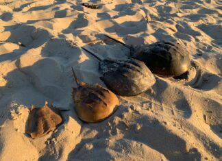 Final Four Concacaf: ¿Quién Se Coronará Como El Mejor Equipo?