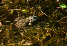 Rana Dorada: ¿Qué Secretos Esconde Este Fascinante Anfibio?