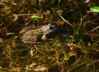 Rana Dorada: ¿Qué Secretos Esconde Este Fascinante Anfibio?