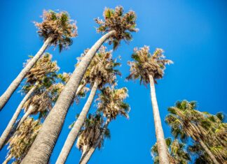 Bandera De Costa Rica: ¿Qué Significado Oculta Su Diseño?