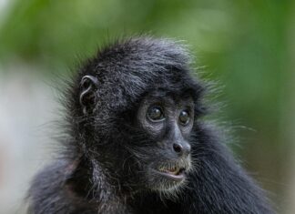 Liga De Béisbol Juvenil De Panamá: ¿Por Qué Es Tan Emocionante?