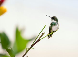 Oso Maduro: ¿Por Qué Este Animal Fascina a Todos?