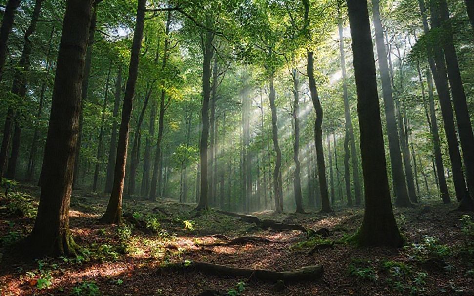 Cómo el bosque te puede sanar a través del poder de la respiración
