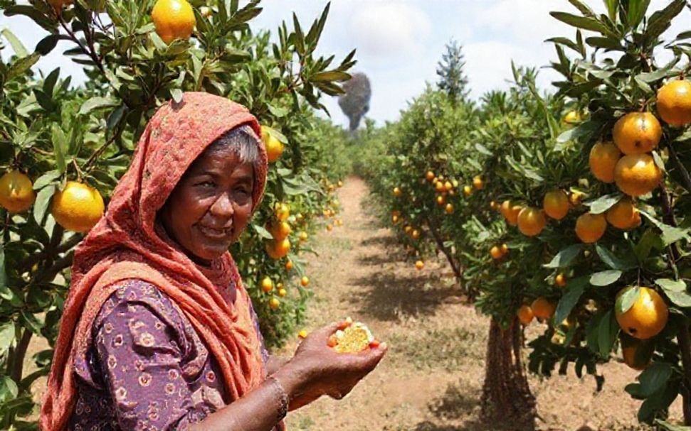 Cómo fortalecer las economías locales y promover la sostenibilidad a través del empoderamiento de las mujeres en la agricultura de citrinos.
