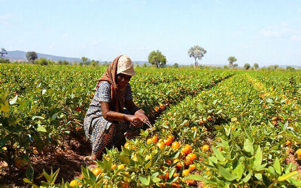 Desarrollando habilidades y confianza en las mujeres agricultoras de citrinos: un camino hacia la auténtica igualdad.