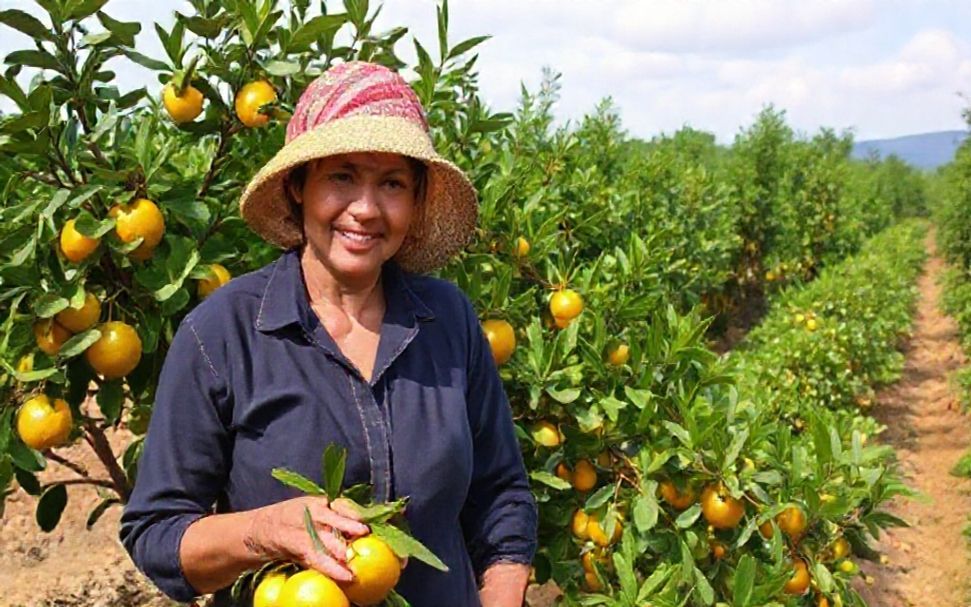 Desarrollando planes de negocio sostenibles para mujeres agricultoras de citrinos: consejos prácticos y estrategias efectivas.