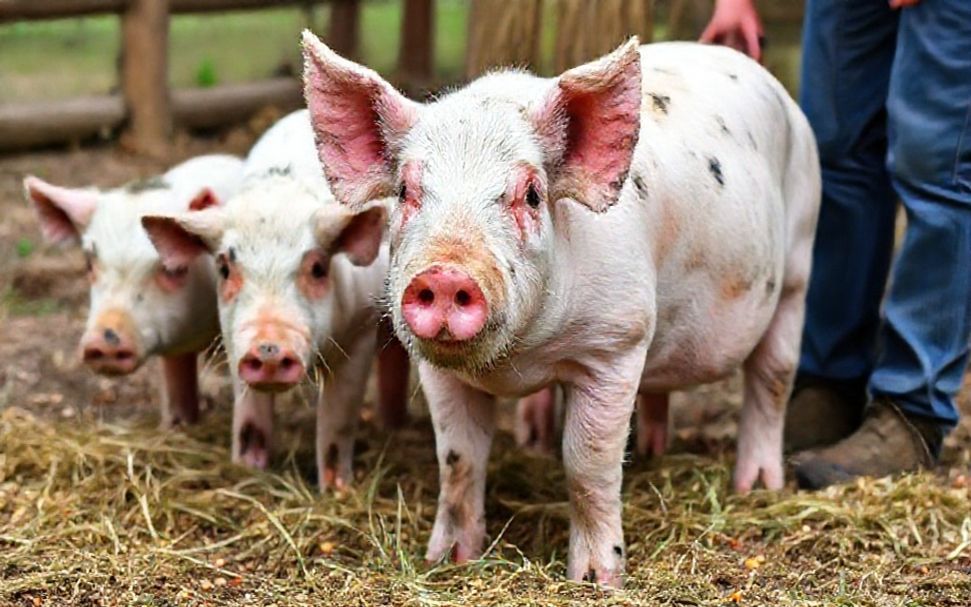 Descubre cómo los piensos de cerdo a metros de tu hogar mejora tu salud y el medio ambiente