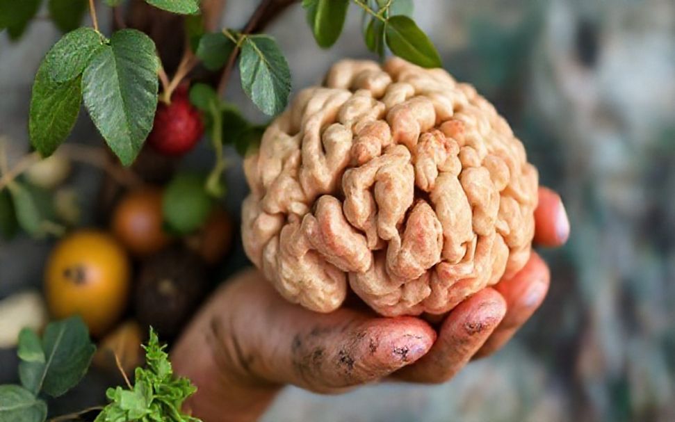 Descubre por qué los piensos de cerdo locales son clave para una alimentación saludable y ecológica*